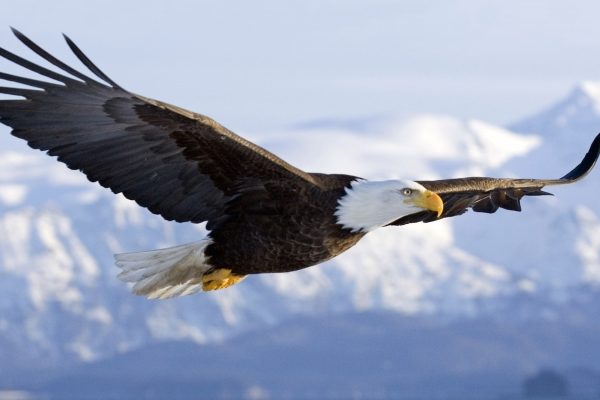 bald-eagle-wallpapers-flight